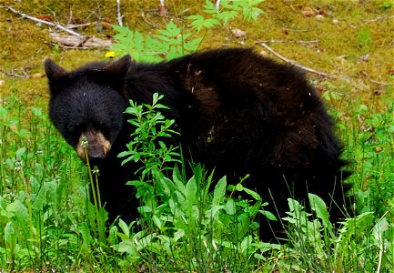 Picture of a black bear yearling at Glacier Bay National Park, Alaska.  Yearling has only recently been left by its mother.
Photographer:  Tom Bergman
Location: Glacier Bay National Park
Date: June 27