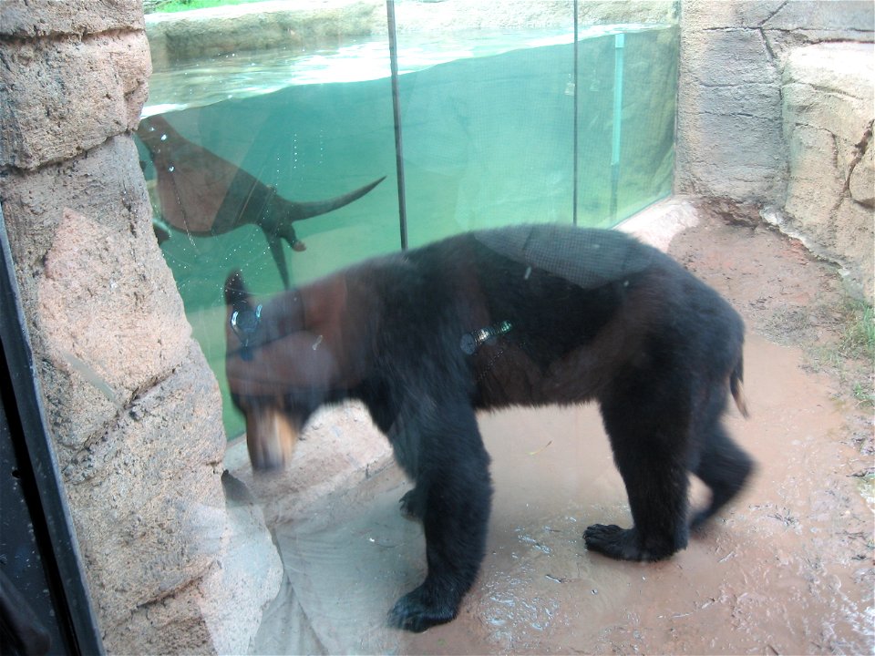 An American Black Bear with a River Otter at the Oklahoma City Zoo.