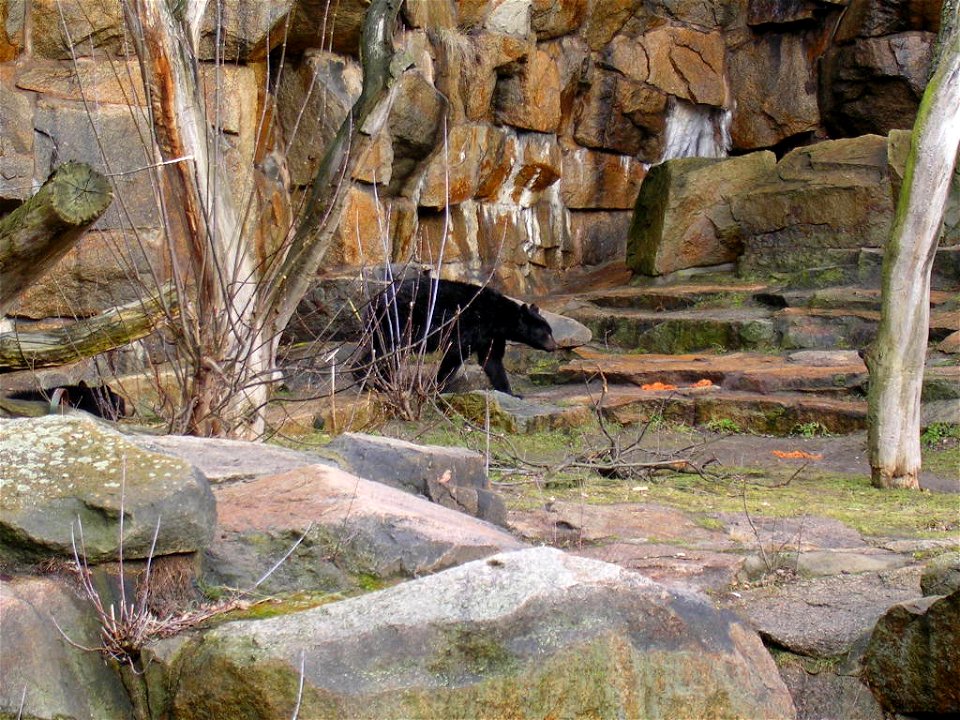 Tierpark Berlin - Schwarzbär Baribal im Bärenschaufenster