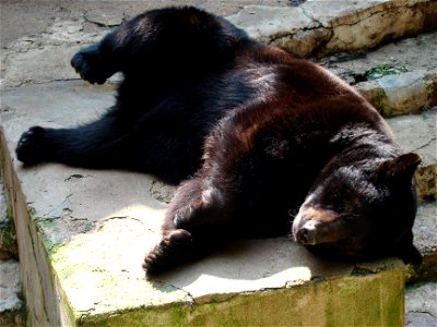 Baribalas Kauno zoologijos sode