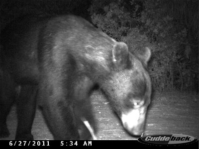 J.N. Ding Darling National Wildlife Refuge, FL

Camera trap photo: USFWS