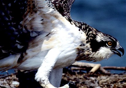 Environmental Images: 2004 - Birds