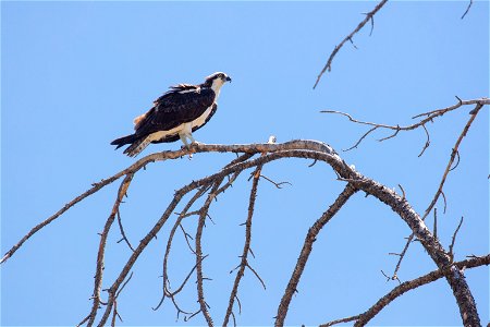 Osprey (Pandion haliaetus) perched over the Gardner River