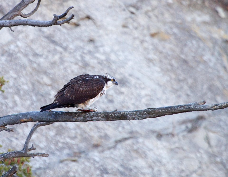 Osprey eating fish along Gardner River