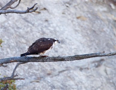 Osprey eating fish along Gardner River