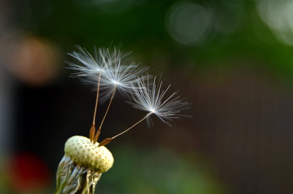 Dandelion summer outdoors