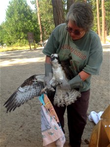 This osprey was found with a hook in its leg and fishing line wrapped around its wing.  The bird was found by a Forest Service employee near Pinecrest Lake, on the Summit Ranger District.  The osprey 