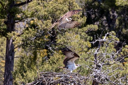 Osprey Nesting along the Yellowstone River photo