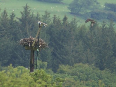 Osprey approaching nest at the Dyfi Osprey Project, Wales. Its mate, protecting its young, is already on the nest.