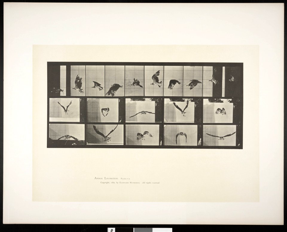 Fish hawk flying
Fish hawk flying. This is plate 764, captioned "Fish hawk flying".; CITE AS "Eadweard Muybridge. Animal locomotion: an electro-photographic investigation of consecutive phases of anim
