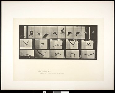 Fish hawk flying Fish hawk flying. This is plate 764, captioned "Fish hawk flying".; CITE AS "Eadweard Muybridge. Animal locomotion: an electro-photographic investigation of consecutive phases of anim photo