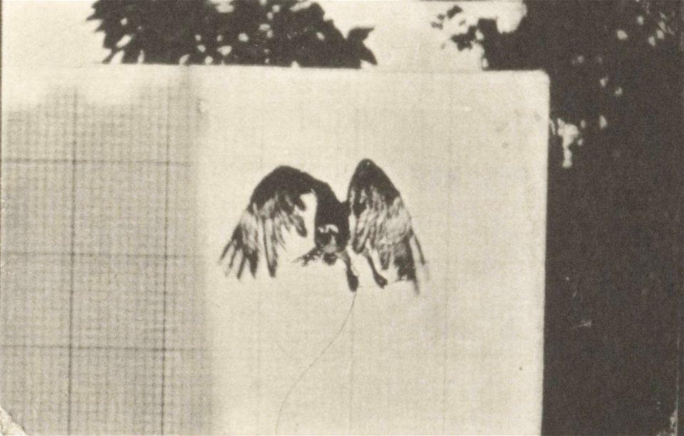 Fish hawk flying
Fish hawk flying. This is plate 764, captioned "Fish hawk flying".; CITE AS "Eadweard Muybridge. Animal locomotion: an electro-photographic investigation of consecutive phases of anim