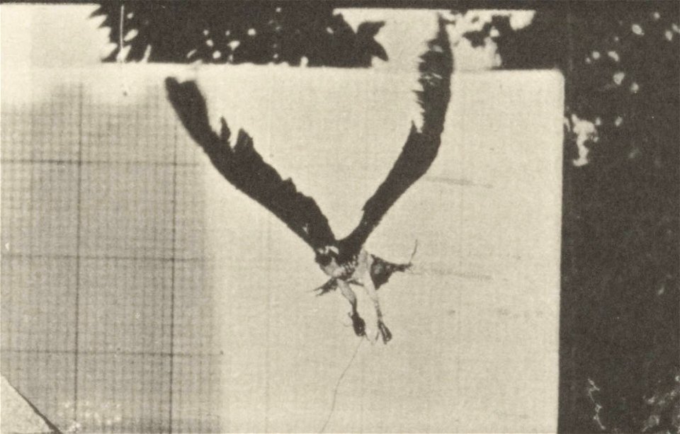 Fish hawk flying
Fish hawk flying. This is plate 764, captioned "Fish hawk flying".; CITE AS "Eadweard Muybridge. Animal locomotion: an electro-photographic investigation of consecutive phases of anim