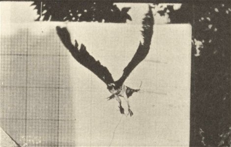 Fish hawk flying Fish hawk flying. This is plate 764, captioned "Fish hawk flying".; CITE AS "Eadweard Muybridge. Animal locomotion: an electro-photographic investigation of consecutive phases of anim photo