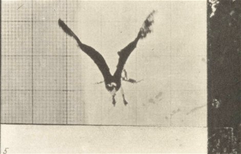 Fish hawk flying
Fish hawk flying. This is plate 764, captioned "Fish hawk flying".; CITE AS "Eadweard Muybridge. Animal locomotion: an electro-photographic investigation of consecutive phases of anim