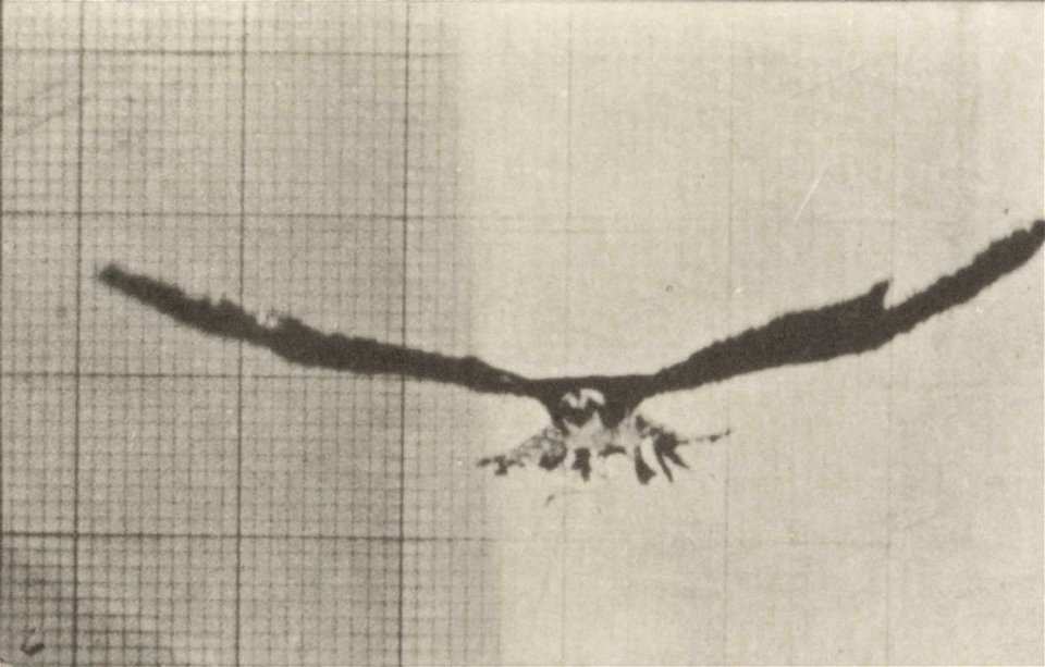 Fish hawk flying
Fish hawk flying. This is plate 764, captioned "Fish hawk flying".; CITE AS "Eadweard Muybridge. Animal locomotion: an electro-photographic investigation of consecutive phases of anim
