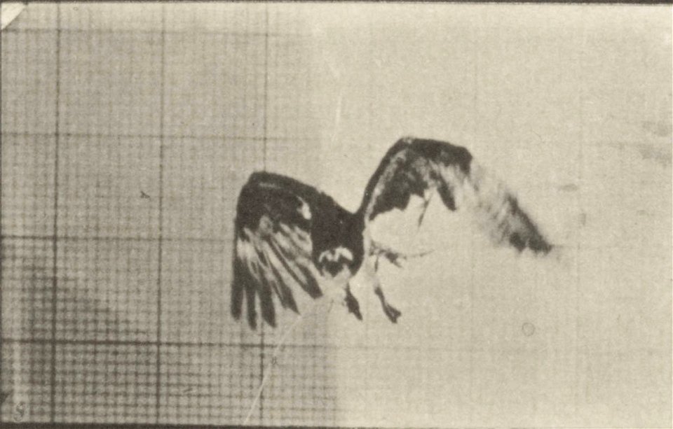 Fish hawk flying
Fish hawk flying. This is plate 764, captioned "Fish hawk flying".; CITE AS "Eadweard Muybridge. Animal locomotion: an electro-photographic investigation of consecutive phases of anim