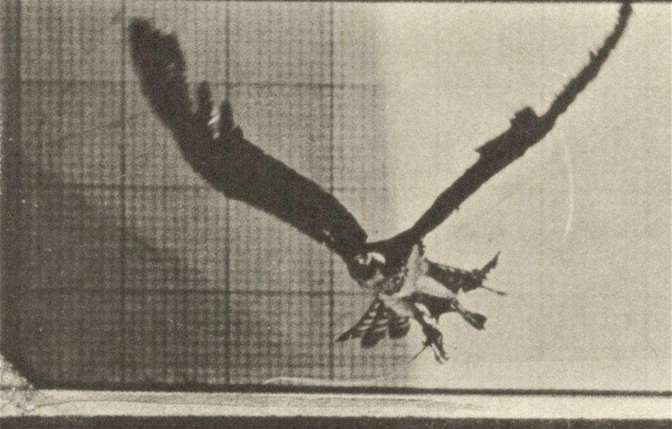 Fish hawk flying
Fish hawk flying. This is plate 764, captioned "Fish hawk flying".; CITE AS "Eadweard Muybridge. Animal locomotion: an electro-photographic investigation of consecutive phases of anim