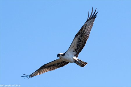 Around the world Osprey are also known as fish hawks, sea hawks, river hawks & even fish eagle. It's not uncommon to see them flying with their fish dinner dangling in their talons. Their wingspan photo