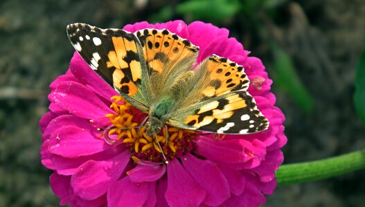 Zinnia nature wings