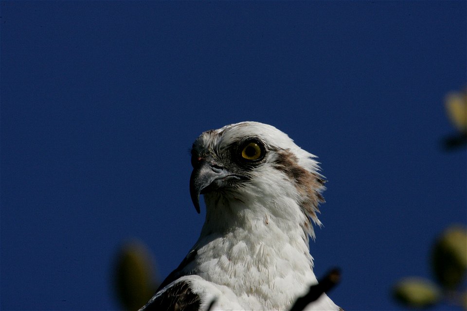 Osprey (2), NPSPhoto, R. Cammauf