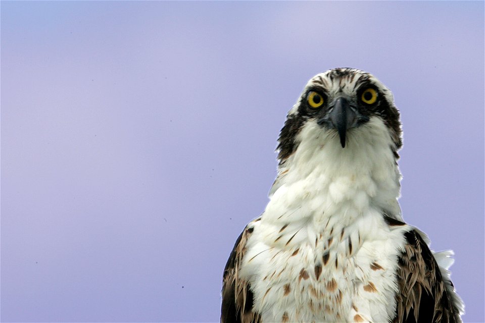 Osprey (5), NPSPhoto, R. Cammauf
