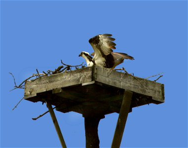 An osprey landing on the tower built at Hartman Reserve to attract more osprey to the reserve. photo