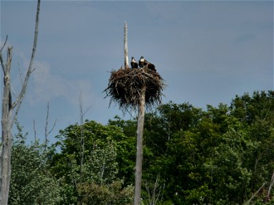 Nid d'un balbuzard pêcheur près d'Apsley en Ontario (Canada). photo