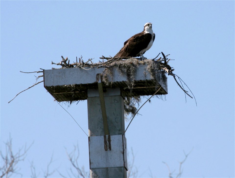 Osprey (Pandion haliaetus) nesting on Hilton Head Island.