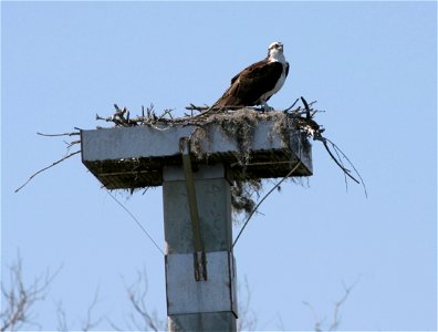 Osprey (Pandion haliaetus) nesting on Hilton Head Island.
