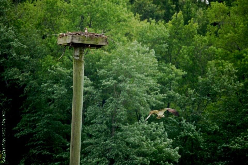 Patuxent Research Refuge, MD
Photo: courtesy of Steve Noyes, USFWS

Patuxent Research Refuge is the world's first refuge for wildlife research, created by Pres. Franklin Delano Roosevelt in 1936. It i