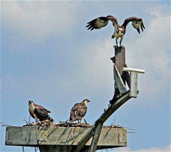 Ospreys perch on a nest at Blackwater National Wildlife Refuge in Maryland. A webcam located below the bird with opened wings gives a close-up view of nesting activity. (Photo: Tom Lorsung)