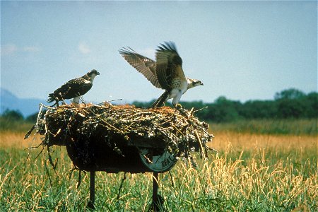 Ospreys nesting in an artificial osprey nest near Fern Ridge Reservoir, west of Eugene, Oregon, USA.