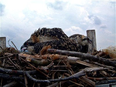 Ospreys in their nest at Prime Hook National Wildlife Refuge. Credit: USFWS