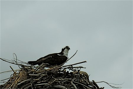 Peregrine falcon Osprey on the nest. June 2008. photo