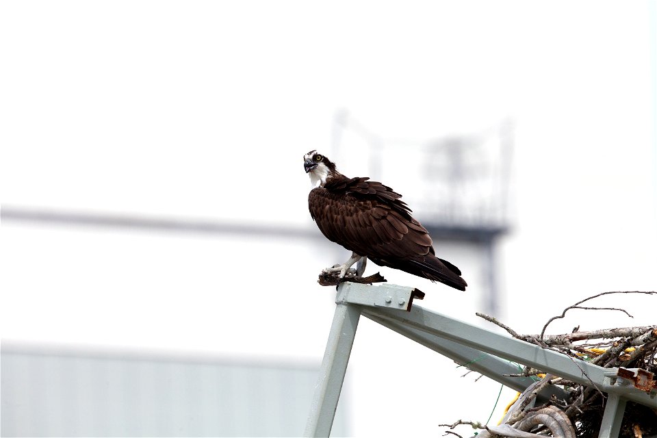 An osprey, clutching a fish, pauses for a meal atop a metal structure at NASA’s Kennedy Space Center in Florida. The spaceport shares boundaries with the Merritt Island National Wildlife Refuge, which