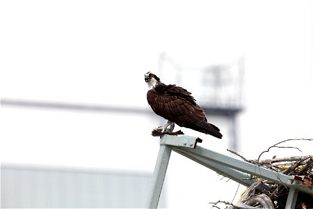 An osprey, clutching a fish, pauses for a meal atop a metal structure at NASA’s Kennedy Space Center in Florida. The spaceport shares boundaries with the Merritt Island National Wildlife Refuge, which