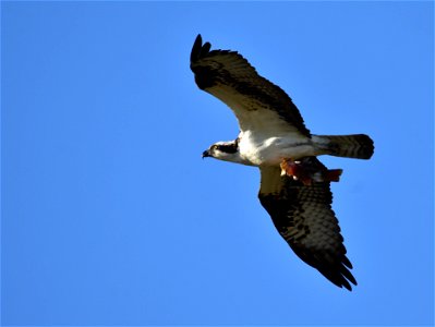 Photo: Tom Koerner/USFWS photo