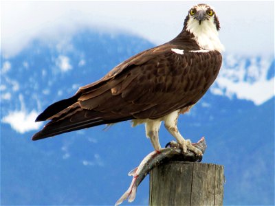 Osprey eating a fish on a WRP easement in Lake County, MT. June 2012. photo