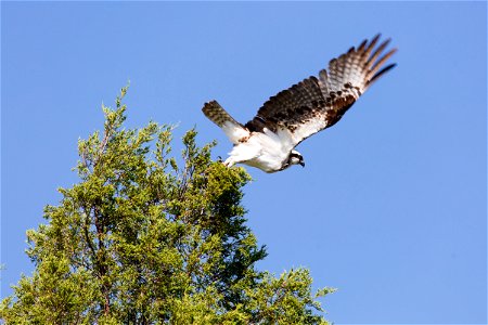 Osprey photo