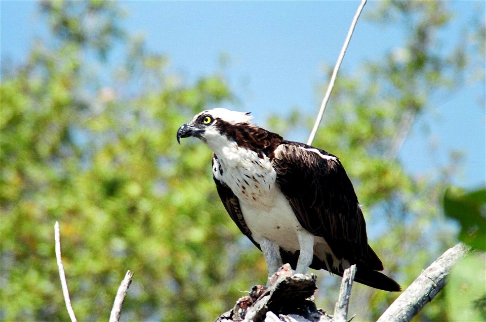 Osprey (1), NPSPhoto, D.Harris
