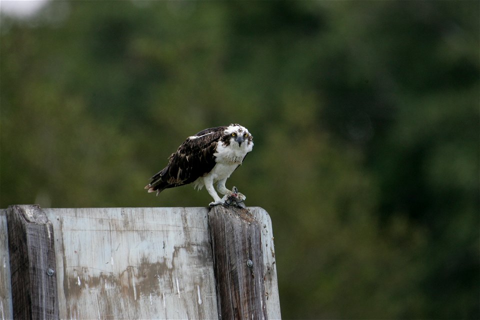 Osprey (4), NPSPhoto, R. Cammauf