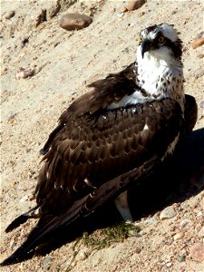 Osprey recovering on the shoreline from a dive into Lake Ogallala in Nebraska during the fall of 2011. Photo Credit: Jamie Jones / USFWS Photo Contest Entry #90 photo