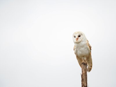 Barn owl wings beak