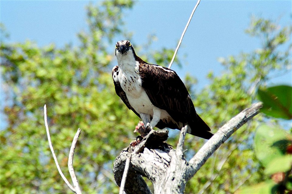Osprey, NPSPhoto, D.Harris