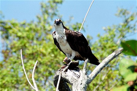 Osprey, NPSPhoto, D.Harris photo