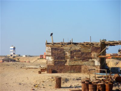 Osprey on the Red Sea in Sharm el-Naga, Port Safaga, Egypt photo