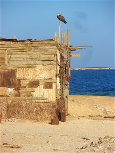 Osprey on the Red Sea in Sharm el-Naga, Port Safaga, Egypt photo