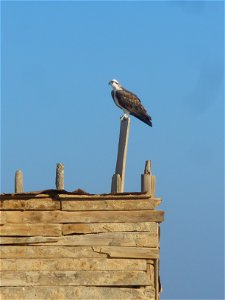 Osprey on the Red Sea in Sharm el-Naga, Port Safaga, Egypt