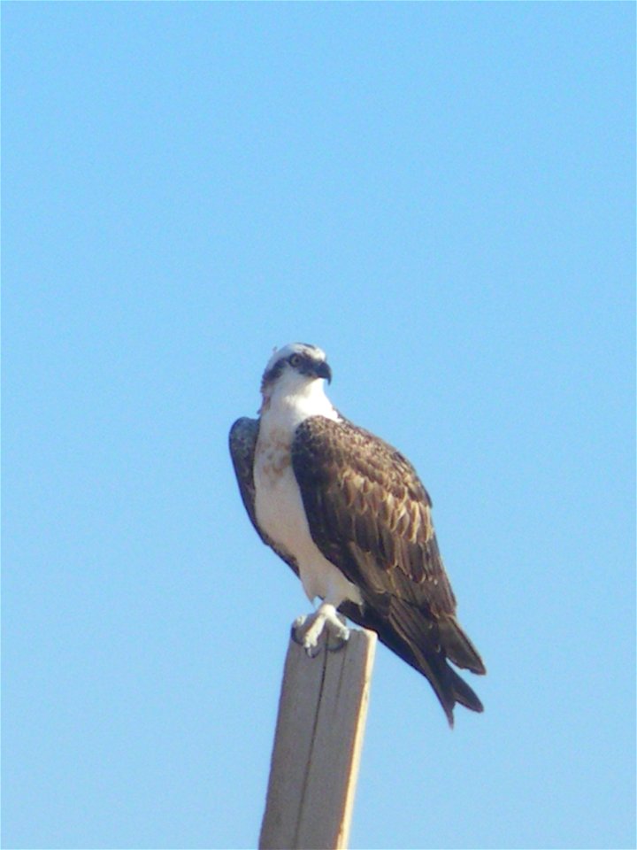 Osprey on the Red Sea in Sharm el-Naga, Port Safaga, Egypt